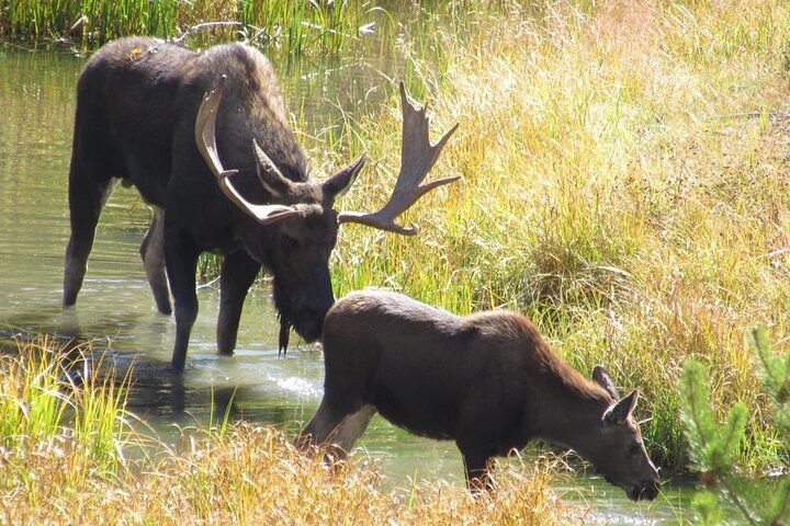 Yellowstone For Kids Family Fun Tour w/PU in West Yellowstone  - Photo 1 of 25